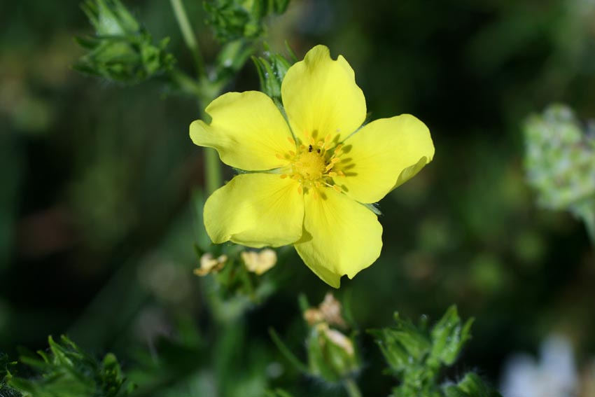 Potentilla recta